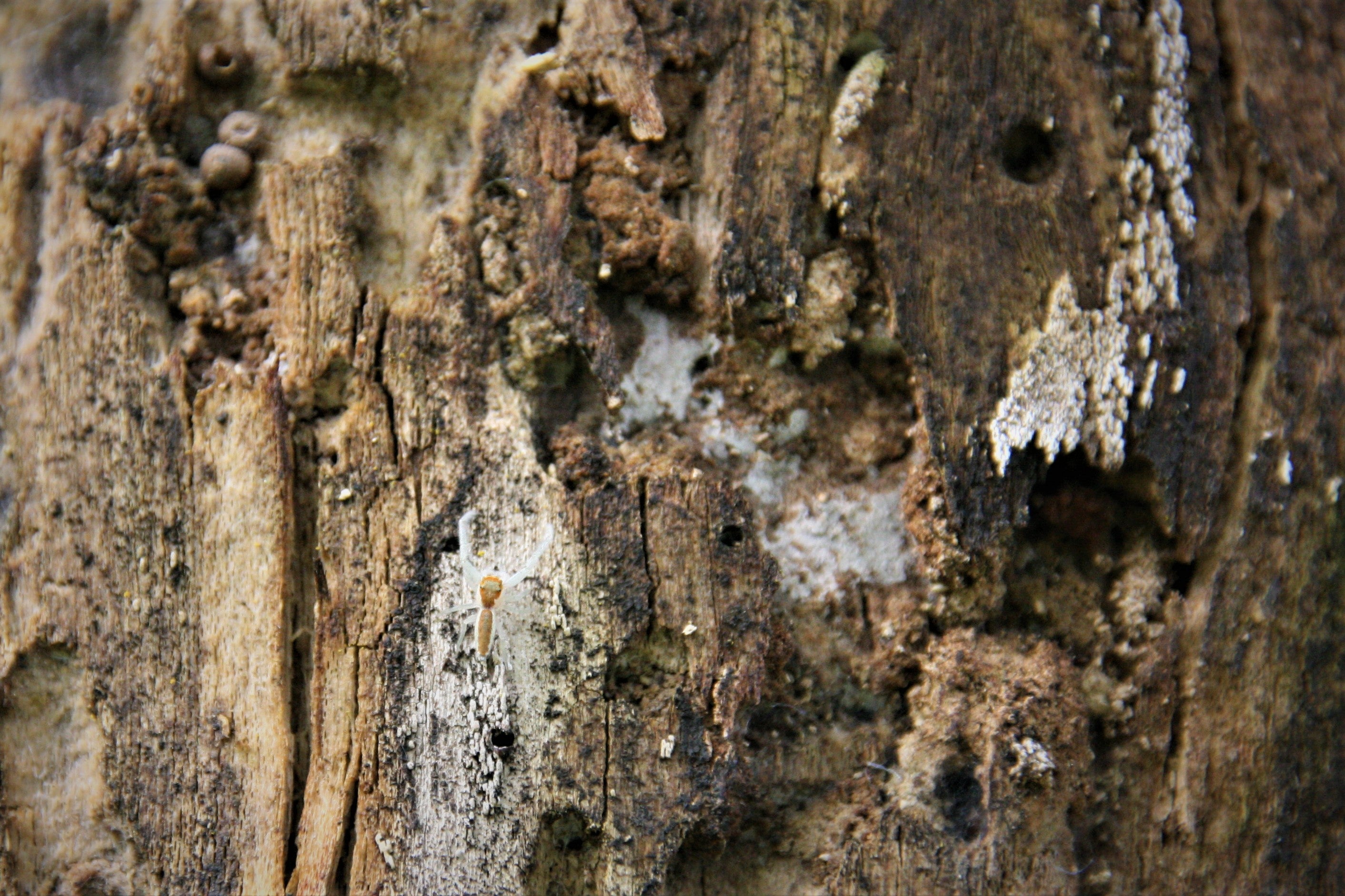 A tiny white spider with brown markings crawls along a decaying tree trunk, camouflaged against white area of trunk 